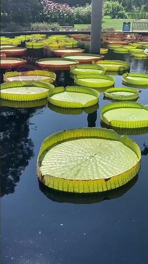 Lá Hoa Súng Khổng Lồ Chịu Được 60 Kg