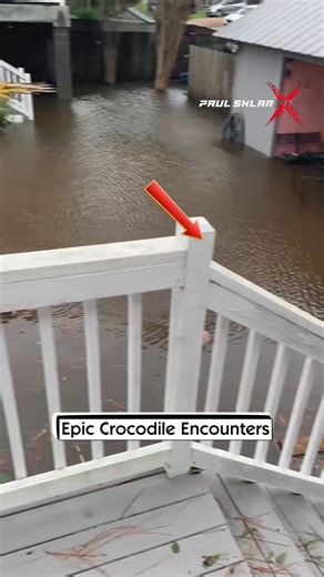 6.2M views · 95K reactions | Epic Crocodile Encounters | PaulSklarxfit | Facebook