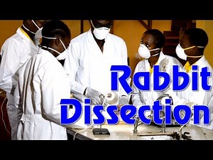Biology - Rabbit Dissection