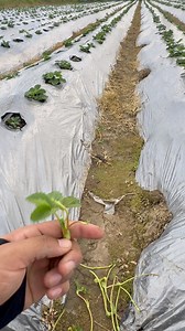 Strawberry runner kakpa | Manipur Season Farmer