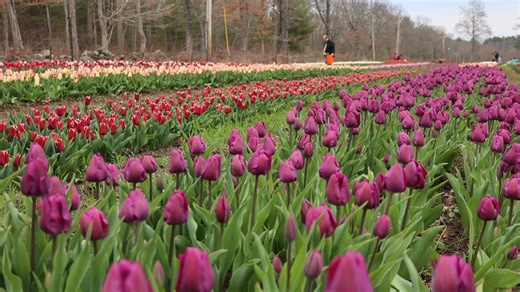 Pick your own spring flowers at these 5 beautiful Connecticut farms