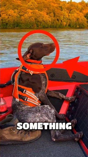 The most locked in dog I've ever seen 🐶🫡 | #facts #shorts #pets #dog