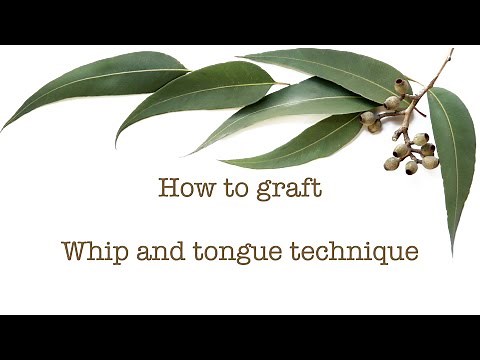 Grafting Finger Limes using a whip and tongue technique