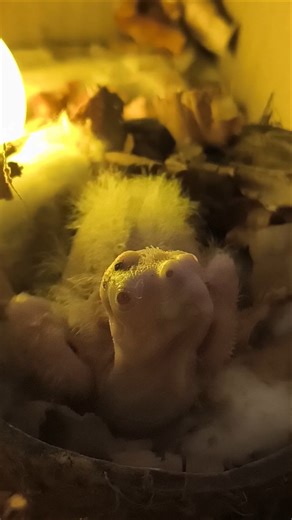 How to hand feed a Cockatoos chicks with care #ytshorts #cockatoo #lovestatus #lovebirds #handfeed