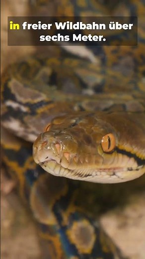 These snakes are GIGANTIC! 🐍