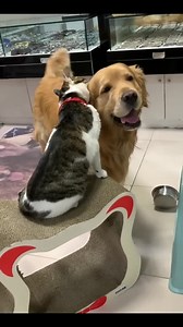 113K views · 10K reactions | Happy Golden Cat Hug | Cats Cute | Facebook