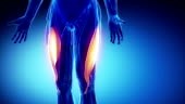 Vastus lateralis- muscles de l'anatomie à boucle