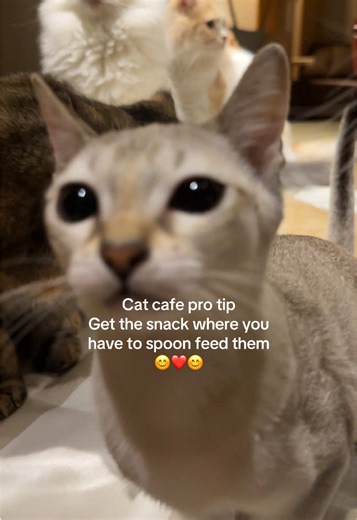 Exploring Mocha Cat Cafe in Shibuya