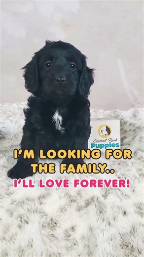Meet Sasha❤️ A beautiful F1B Cockapoo with a loving heart and playful spirit