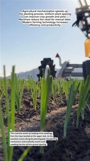 Automatic Onion Seedling Planting Machine in Modern Farming