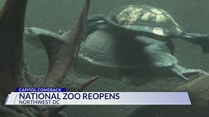 National Zoo reopens to massive crowds after government shutdown