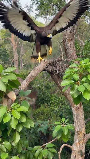 The Sky Hunter — Harpy Eagle on the Hunt