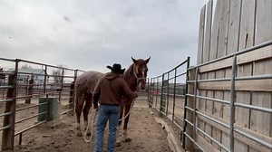 So I started leading the stud with a rope yesterday and while I was distracted he thought it a good idea to nip my arm. Yes it was the first time asking him to follow with a rope but I will not tolerate rude behavior. I snapped his nose he backed up, startled but calmed down right away. In other words he didn’t panic and freak out he acted like any other young horse that got reprimanded for bad behavior. To me that was a big win! I know he was scared and untrusting when he came in but part of ge