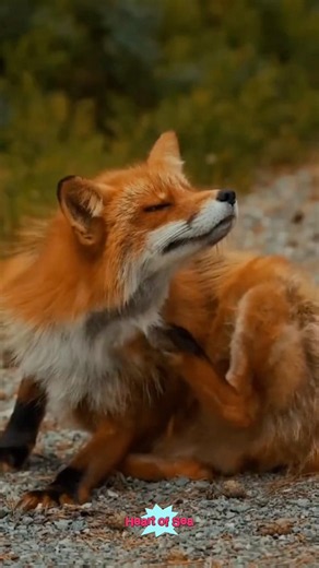 The Most Beautiful Animals on Earth | 4K Wildlife
