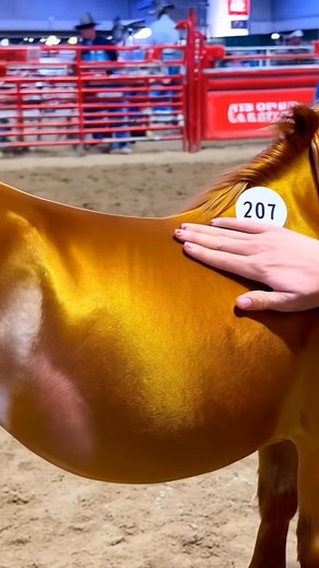 Goldy Exclusive Training Video (Wait for it). You ever seen Goldy limited training video? Wait til the night time training session begins #training #exclusive #Performance #fblifestyletyle #foryousuggested #trainingsession #cuteminipets #pygmyhorse #cowboyaesthetic | Cute Mini Pets