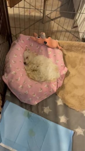 29K views · 625 reactions |  Puffy a fost externat astazi. Când a...