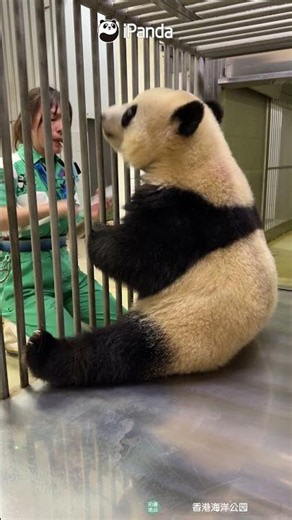 This Is NOT AI | iPanda #shorts #HKpanda
