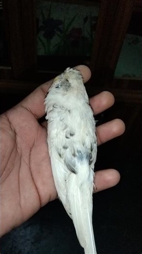Why did my beloved budgerigar bird die? 😢 Is poop a sign of illness? #shorts #bazrigar #बाजरिगर