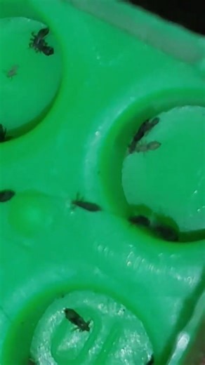 Can it Change Color After feeding#shorts #ytshorts #viral#viralvideos #fypシ゚viral #foryou#yt #ytnrw