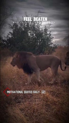it's okay to feel beaten 😱 Sigma rule 🥶 Lion Attitude Status 🥵#motivation #lion #sigmarule #shorts