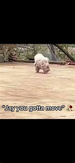 Jay you gotta MOVE🫩 #viral #roblox #amnewbutnottheleast #memes #helpmemakethismakesense #edit