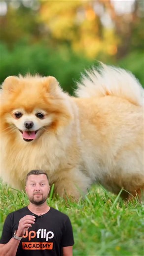 Yes… you can literally turn poop into profit. This guy makes $2M/year picking up dog poop, working just 10 hours a week. With zero experience, he built simple systems, scaled to 2,000 customers a month, and created a 7-figure business that practically runs itself. Comment SCOOP for the free training to get started 💩💰 | UpFlip