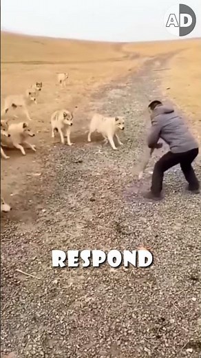 🎪Why Wolves Can't Be Circus Performers: Wild Instinct Explained 🐺