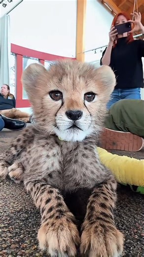 Insane Animal Evolution You Must See!