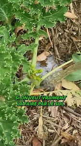 172K views · 887 reactions | Mon analyse du sol était-elle erronée ?  #potager #solvivant #jardinage #écologie #santéplant #maladiesplantes #analyse #remiseencauses #éducation #curiosité | Le potager d'Olivier | Facebook
