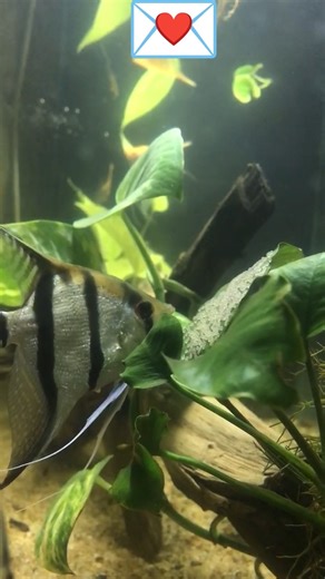 Angel fish breeding video 💌👍 #fish #angel #breeding #fishbreeding #fishtank