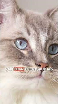 5 CARACTERÍSTICAS dos Gatos Ragdoll 😸💗