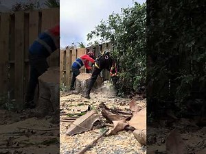 Removal of an umbrella tree .