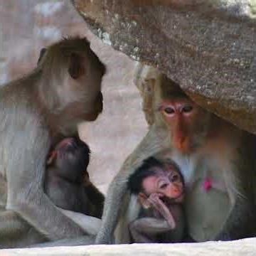 Mother monkey sitting under a rock, breastfeeding her baby