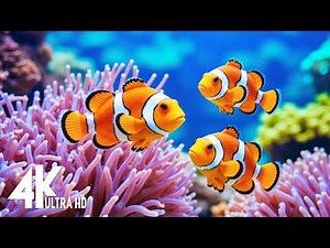 Under Red Sea 4K -Beautiful Coral Reef Fish in Aquarium, Sea Animals for Relaxation,4K Video UHD #45