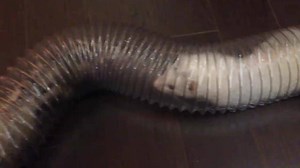 1.4K views · 131 reactions | Wednesday Weasel Wrestling: Tyrone and Trixie play Tube Chicken fresh out of the tub! | Marshall Ferrets | Facebook