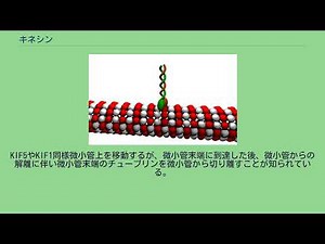 キネシン