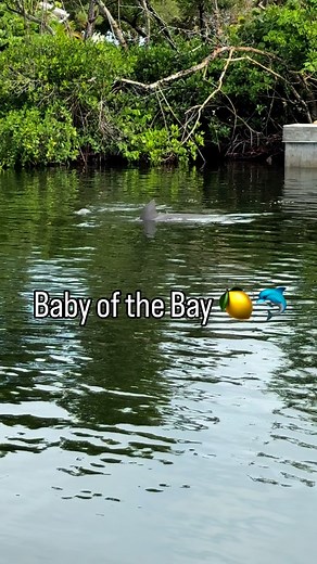 620 reactions · 5 comments | Slow motion splash so you can see this little one ✨ This little dolphin is one of the newest residents in Lemon Bay! Encounters like this are possible when you paddle with us at Don Pedro Island State Park. ‍♀️ SUP Englewood | Kayak & Paddleboard Rentals & Tours  Book online or stop in from 8 AM–12:30 PM for same-day adventures | SUP Englewood | Facebook