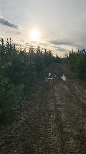 deer hunting with dogs in Virginia one hell of a run #deerhunting #backcountryhunting#huntingdogs
