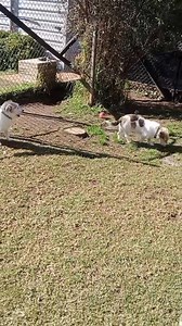 6.1K views · 108 reactions | "BENJI and RUBY" Rehoming no R251000050...