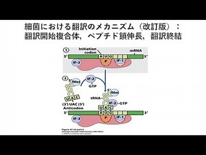 細菌における翻訳のメカニズム(改訂版)：翻訳開始複合体，ペプチド鎖伸長，翻訳終結
