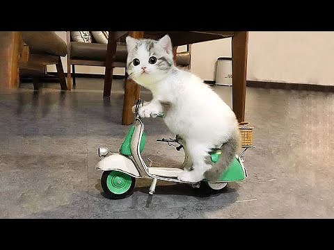 Try Not To Laugh : 1 Hour of Funniest Cat Videos #10 | Funny Animal Videos
