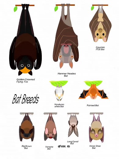 Fascinating Facts About Hammer-Headed Bats