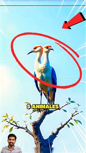 The strangest two-headed animals in the world 🐍, the last one was crazy 1-3