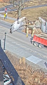 63K views · 3K reactions |  Caution! Work in Progress  The web of sticks at the Cornell Hawks nest site is under construction and growing thanks to daily additions from Big Red and Arthur. Watch Arthur swoop in with another stick on the morning of March 12. Watch the cam LIVE at AllAboutBirds.org/CornellHawks | Bird Cams | Facebook