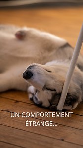 760K views · 4.5K reactions | Cette nuit ma chienne tripode a eu un...