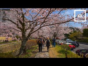🌸Kyoto Japan - Walking Through Kyoto's Famous Cherry Blossom Spots // 4K