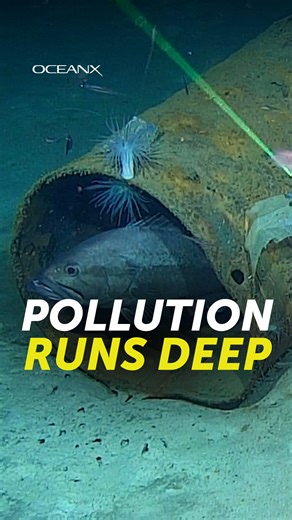 One of the most common things OceanX encounters on dives with our Remotely Operated Vehicle is, unfortunately, trash. A wide variety of human-made objects ends up in the deep sea, but most of the litter we see is every day items like bottles and cans. We pick up what we can, but this is a problem much bigger than any one person, or ROV, can solve. #marinedebris #plasticpollution #trash #litter | OceanX