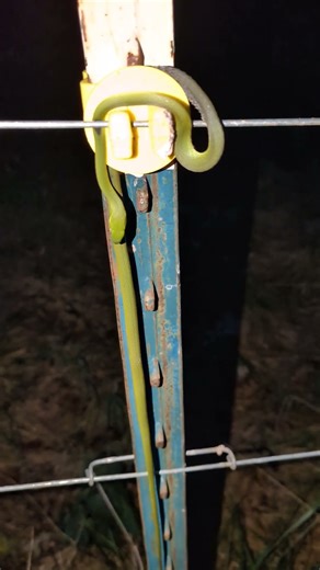 What happens when a snake plays on the electric fence?