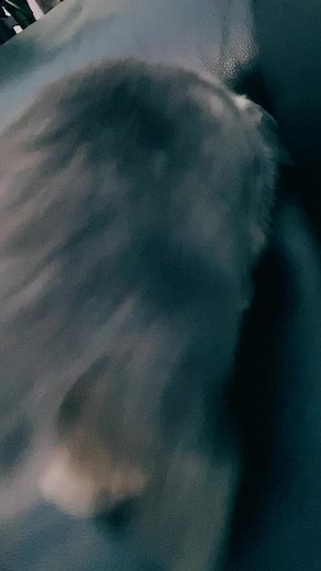 Bum (@beautiful.bumholes)’s videos with