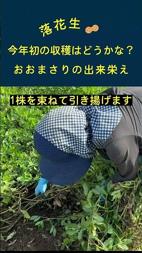 【おおまさり】今年初のピーナッツ収穫をしてみたらスゴイ